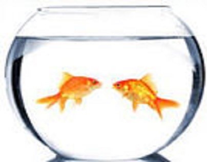 Cohabitation:  Local Investigator