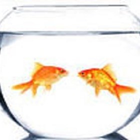 Cohabitation:  Local Investigator